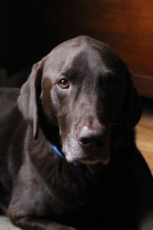 chocolate lab