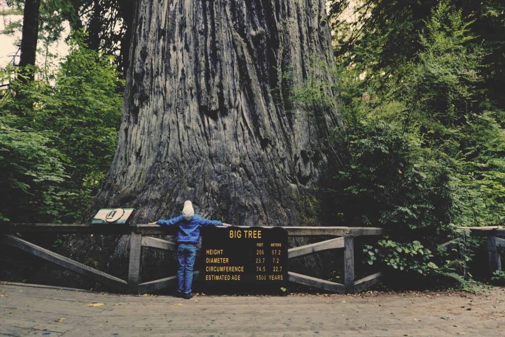 redwood tree