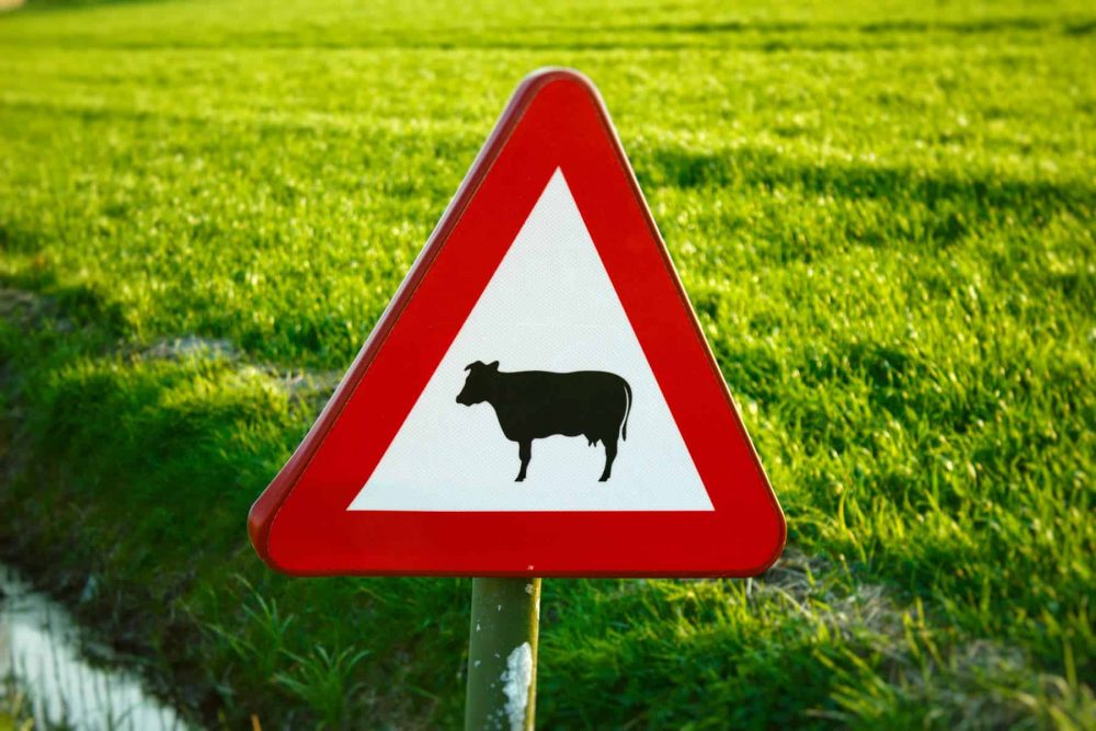 cow crossing