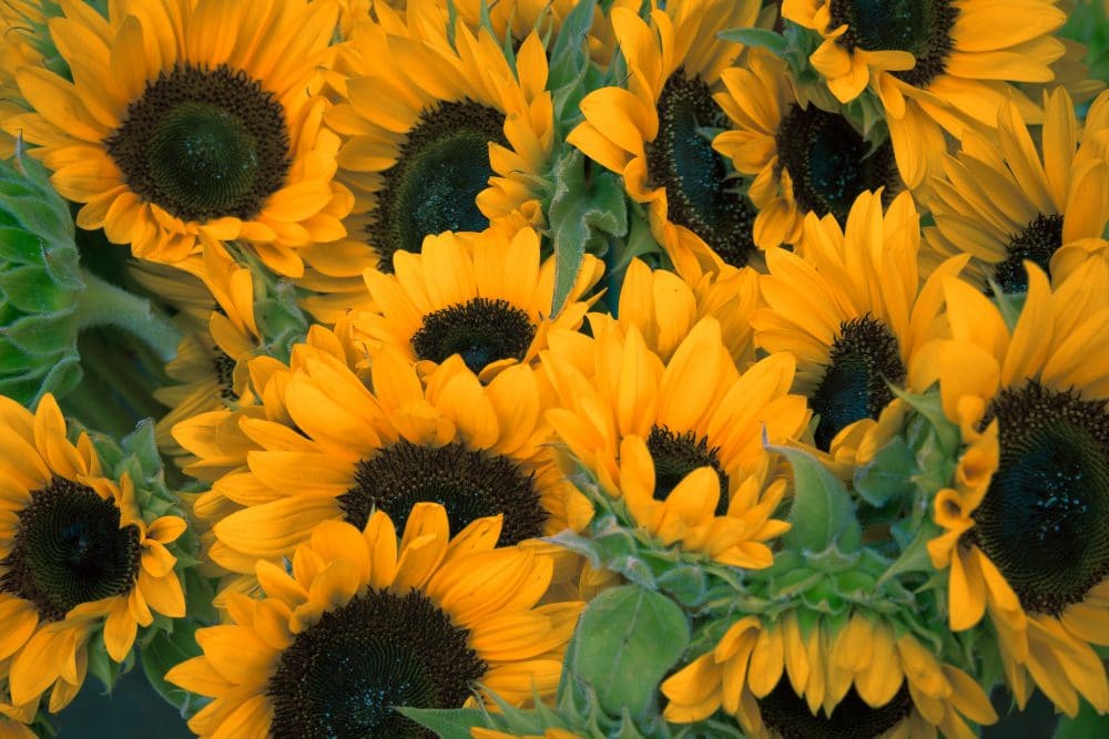 sunflowers