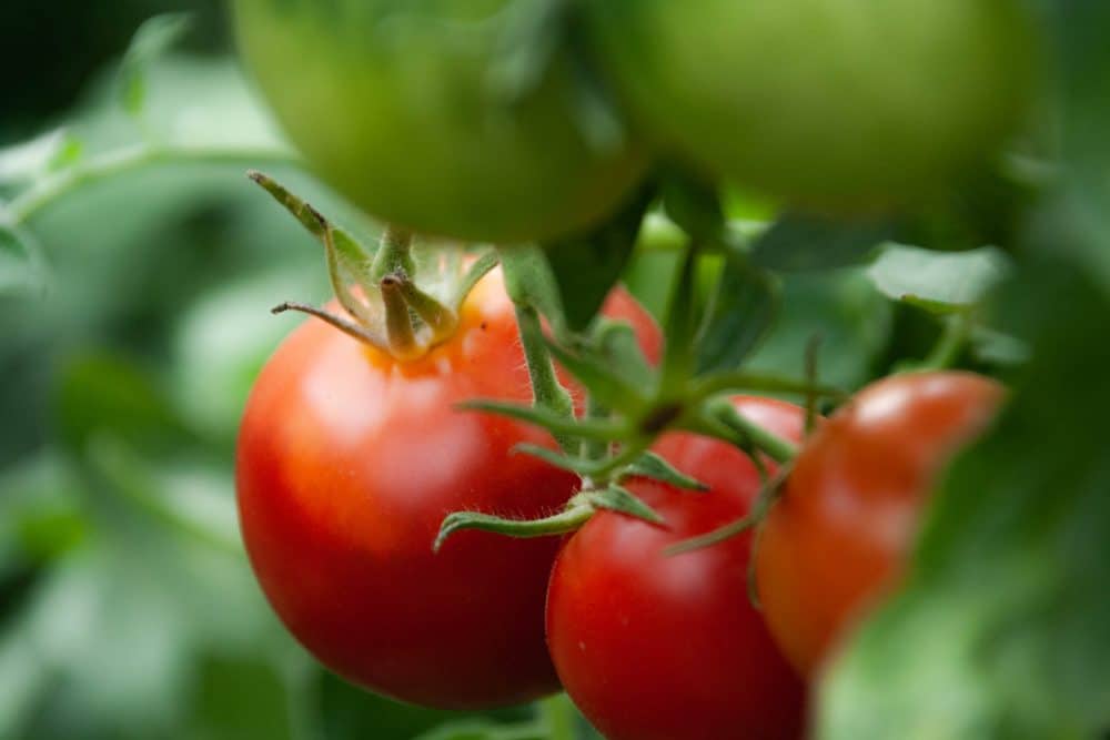 tomatoes on a vine