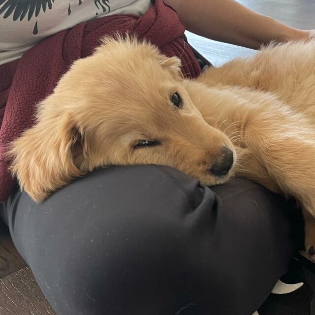 It’s Monday. It’s going to be hard to get things done at this rate! #lapdog #goldenretrieverpuppy