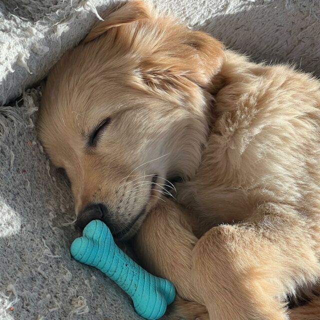 Here’s your daily dose of cuteness. I have to post things like this to remind me how cute he is while he’s sleeping. Because he’s a piranha 99% of the time. #teething #teethingpuppy #puppylife