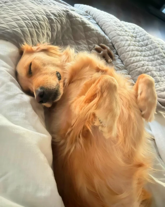 In our bed! 20+ years of being dog owners and we get a “Velcro” dog. Ridiculous! #goldenretriever